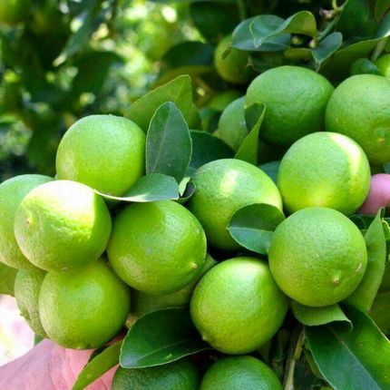 خرید تضمینی ۲۰۰۰ تن لیموترش از باغداران رودان