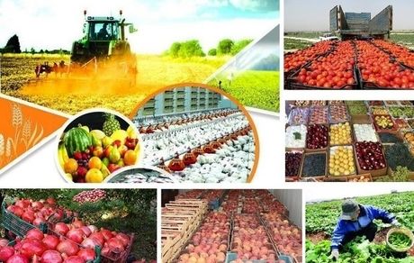 فائو: ایران سیزدهمین تولیدکننده بزرگ گندم و برنج جهان است