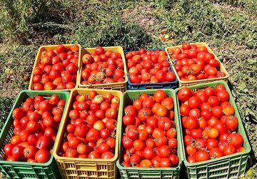 یک مقام مسئول، ممنوعیت صادرات گوجه فرنگی را تکذیب کرد