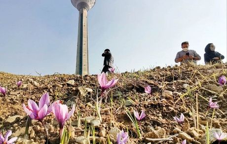 نخستین مزرعه شهری زعفران در برج میلاد