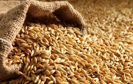 ثبت سفارش جدید جو از فردا شنبه ۴ مرداد آغاز می‌شود