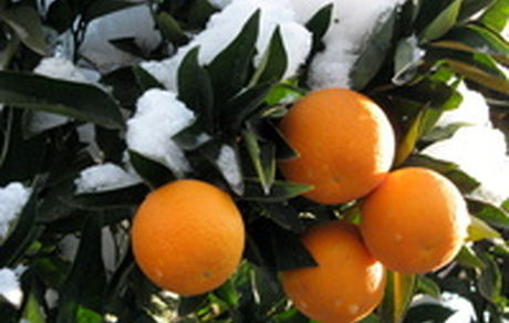 سرما تاکنون مشکل جدی برای باغات ایجاد نکرده است