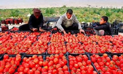 ماجرای ابطال ممنوعیت صادرات صیفی‌جات چه بود؟