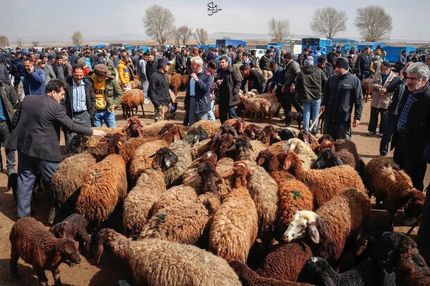 رکود در بازار خرید و فروش دام زنده