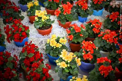 سهم ناچیز ایران از بازار جهانی ۲۰۰ میلیارد دلاری گل و گیاهان زینتی