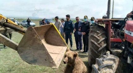 پلنگ کم بود، یک قلاده خرس هم در اردبیل تلف شد