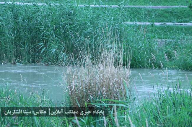 رودخانه‌ای به حال خود رهاشده در میان ارومیه