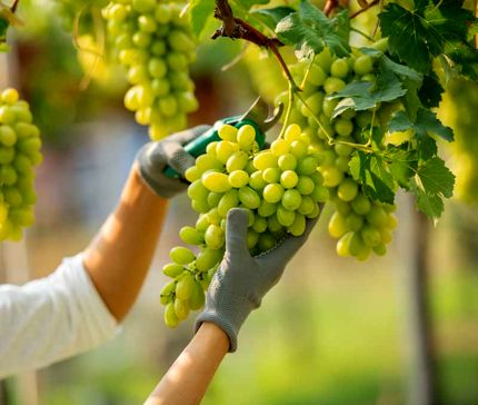 آغاز برداشت ۱۸۰ هزار تن انگور در استان آذربایجان‌غربی