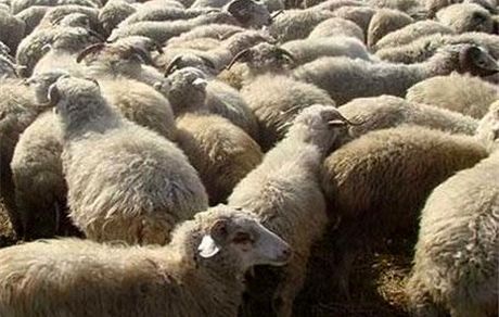 تب برفکی، بازارهای دام ترکیه را تعطیل کرد