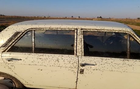 هجوم مگس‌ها به برخی روستاهای استان اصفهان