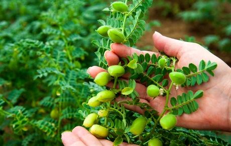 آغاز برداشت ۲۵ هزار تن نخود در آذربایجان‌غربی