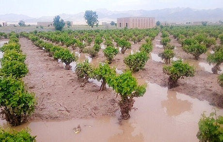 خسارت سنگین سیل به کشاورزی فیروزه