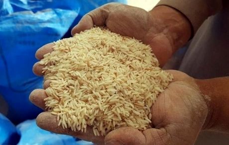 عرضه ۱۵۰ هزار تن برنج وارداتی با نرخ مصوب  