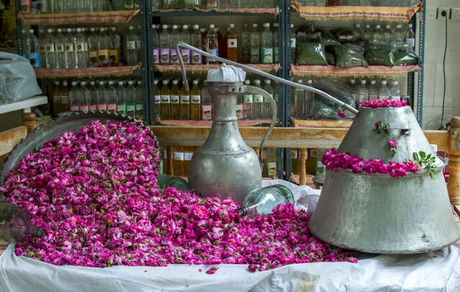 جشنواره گلاب‌گیری شهرستان کاشان در سطح بین‌المللی تقویم گردشگری ثبت شد