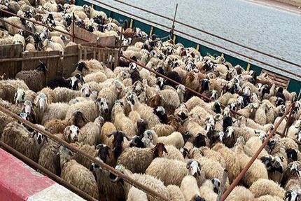 دام زنده صادر می‌شود/ ابلاغ دستورالعمل عرضه گوشت به بازار