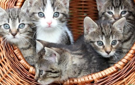گربه‌ها در یک خانه با یکدیگر به اسم ارتباط برقرار می‌کنند