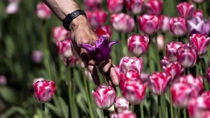 اهدای ۱۰۰۰۰۰ پیاز گل لاله هلندی به اوکراین
