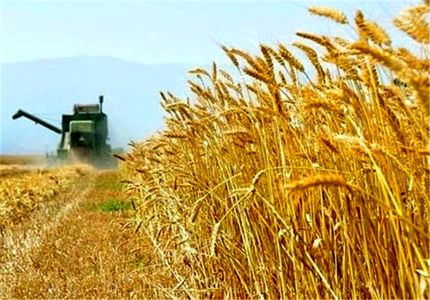 بدهی ۲۰ هزار میلیاردی دولت به گندمکاران/ممکن است گندم‌های تولیدی هرز برود