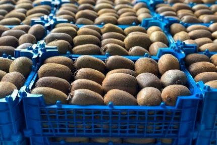 آمادگی برای صادرات نیمی از کیوی تولیدی استان گیلان