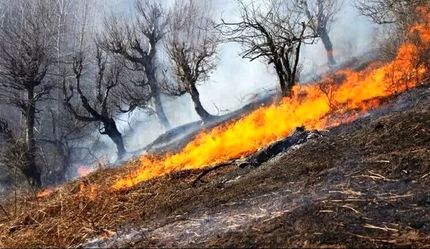 آتش‌سوزی در ارتفاعات بمو شیراز ادامه دارد