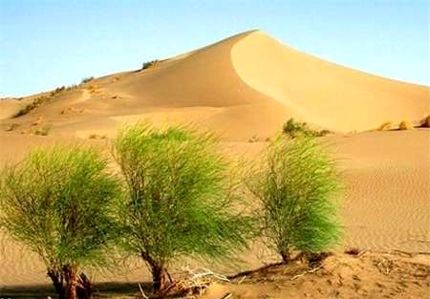 حدود ۲ میلیون هکتار از اراضی کشور در معرض بیابانی شدن